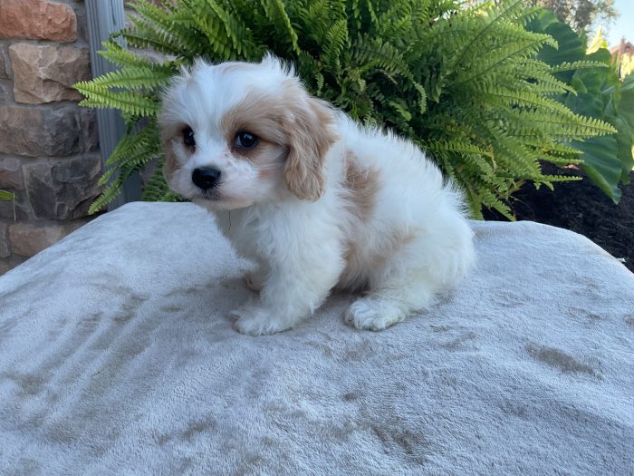 Mr. Henry the Cavachon - Image 3