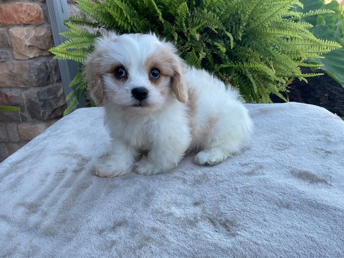 Ms. Holly the Cavachon - Image 2