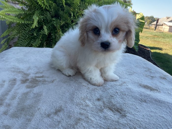 Mr. Henry the Cavachon - Image 2