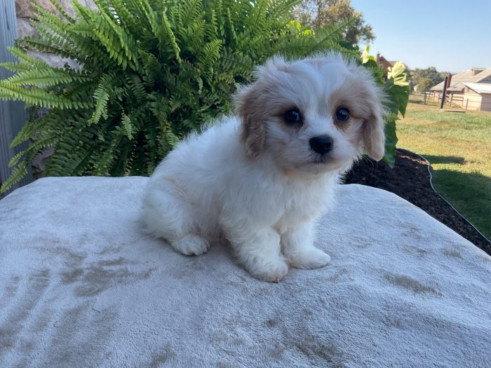 Ms. Holly the Cavachon - Image 4