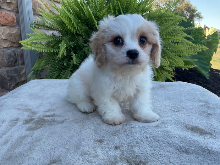 Ms. Holly the Cavachon - Image 3