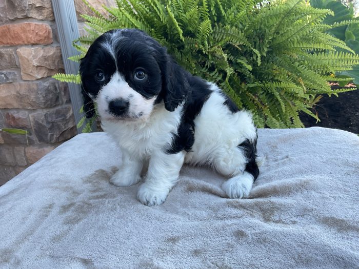 Mr. Remi the Cavachon