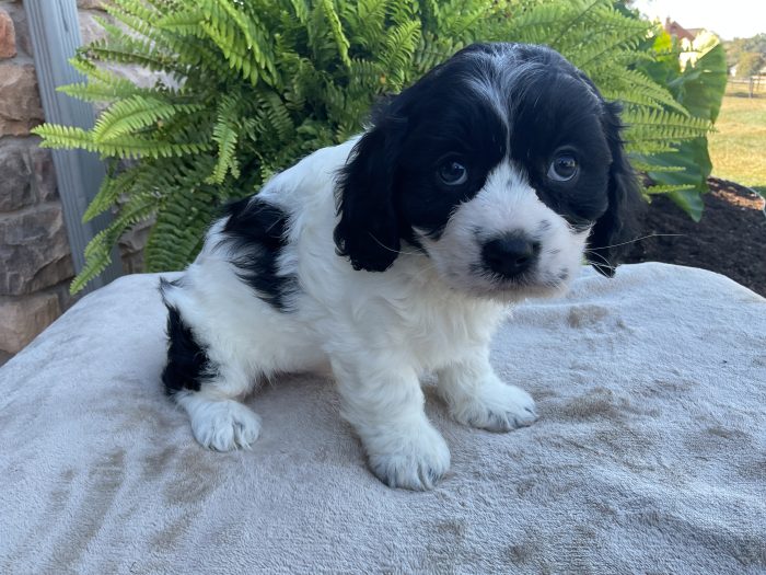 Mr. Remi the Cavachon - Image 3