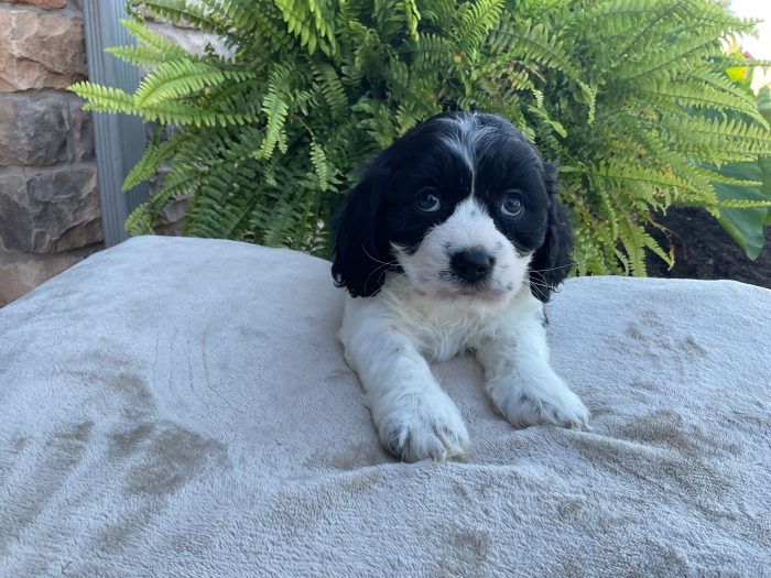 Mr. Remi the Cavachon - Image 2
