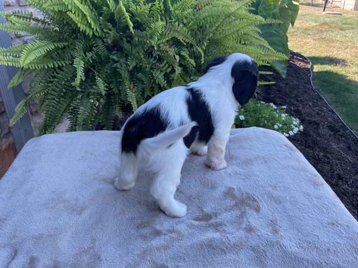 Ms. Layla the Cavachon - Image 3