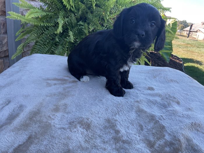 Mr. Bear the Cavachon - Image 2