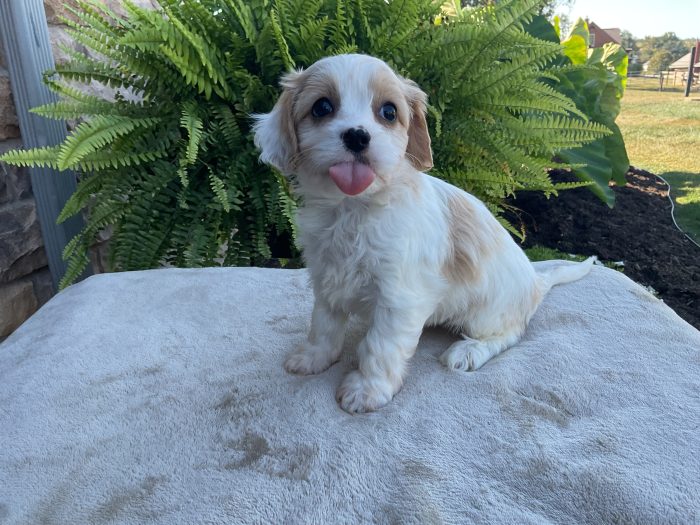 Ms. Misty the Cavachon - Image 5