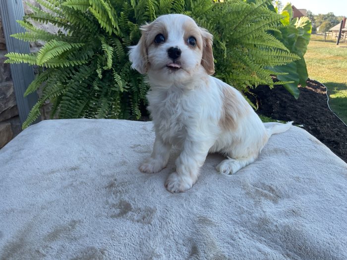 Ms. Misty the Cavachon - Image 2