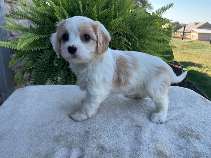 Ms. Misty the Cavachon - Image 3