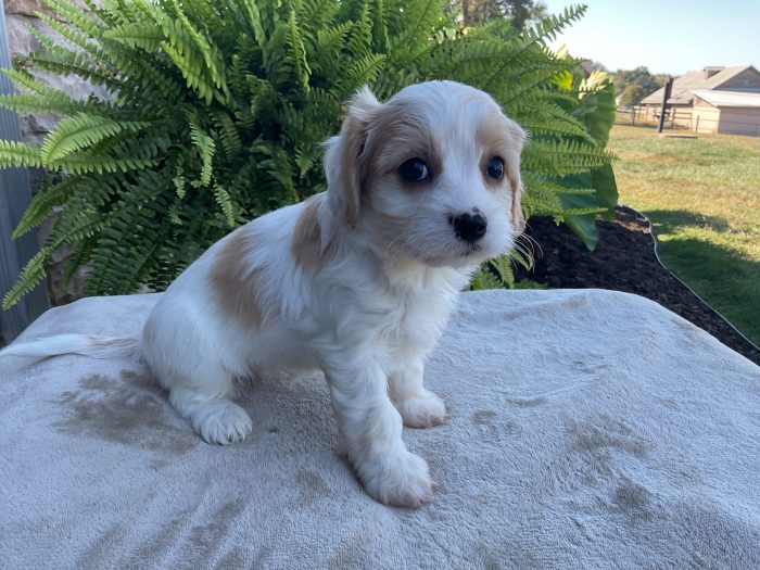Ms. Misty the Cavachon - Image 4