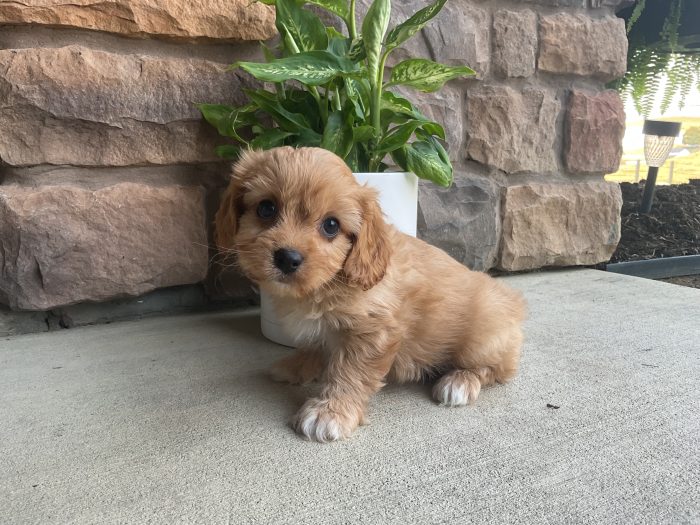 Mr. Rudy the Cavachon