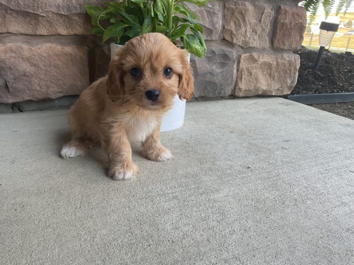 Mr. Rudy the Cavachon - Image 2