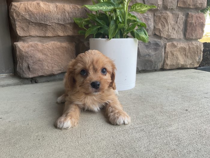 Mr. Rudy the Cavachon - Image 3