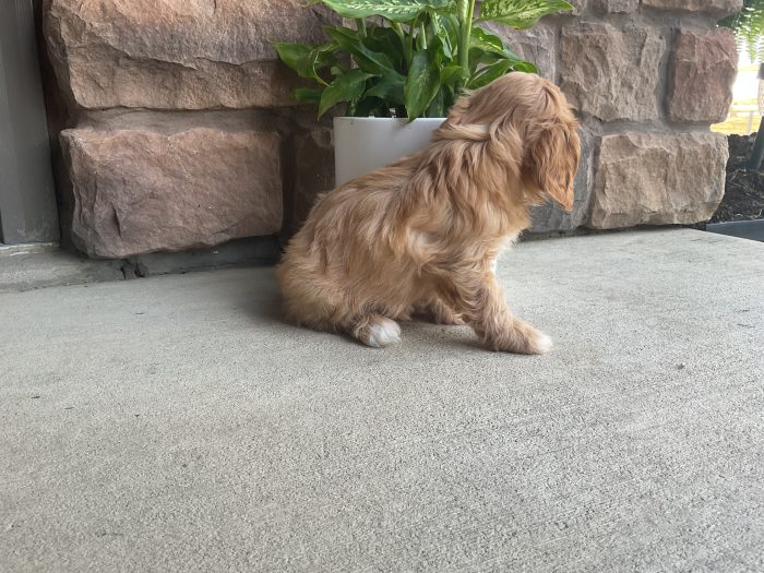 Mr. Rudy the Cavachon - Image 4