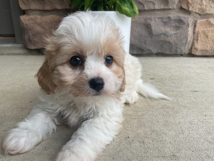 Mr. Lucky the Cavachon
