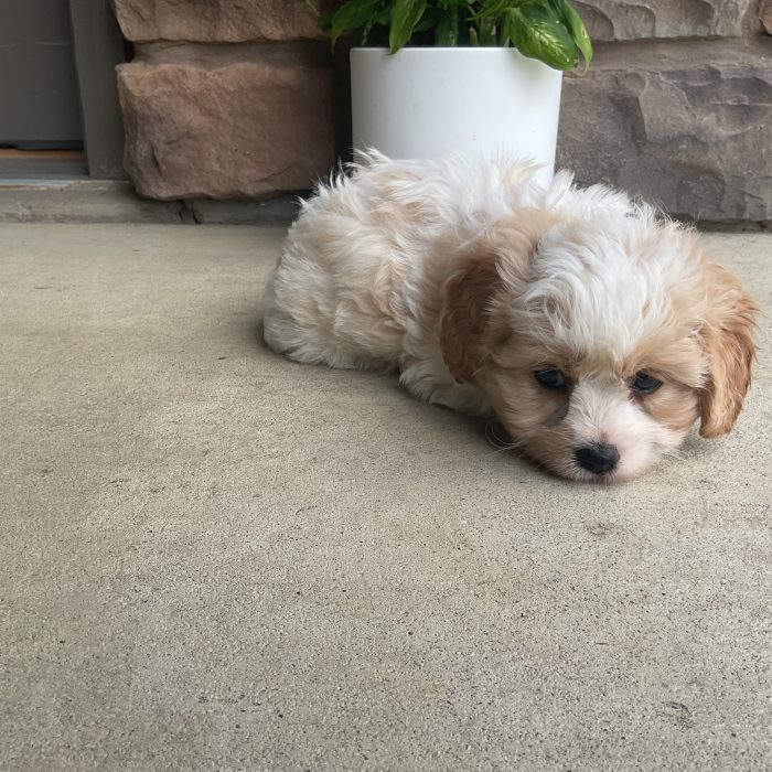 Mr. Lucky the Cavachon - Image 2