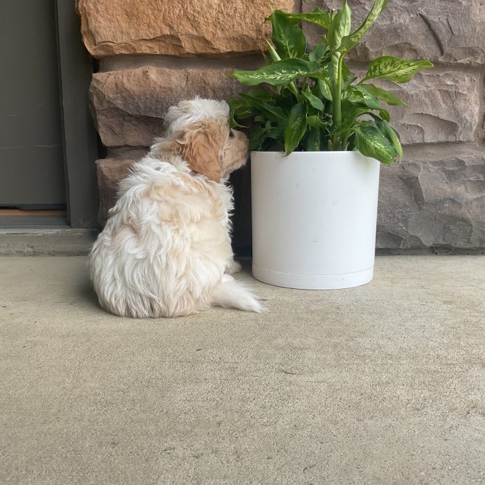 Mr. Lucky the Cavachon - Image 4