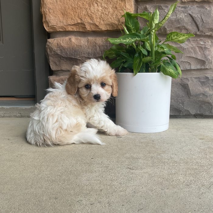 Mr. Lucky the Cavachon - Image 3