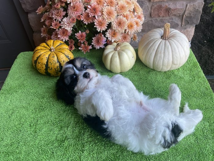 Mr. Snickers the Cavachon - Image 2