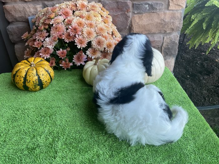 Mr. Snickers the Cavachon - Image 3