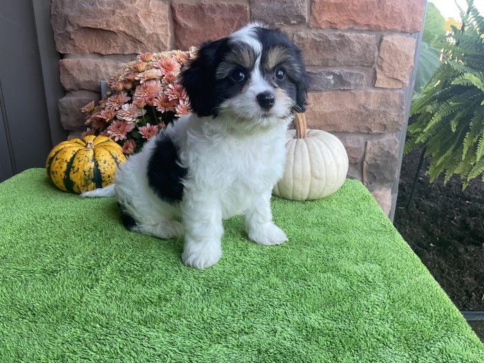Mr. Snickers the Cavachon - Image 4