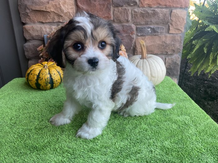 Ms. Emmy the Cavachon - Image 2
