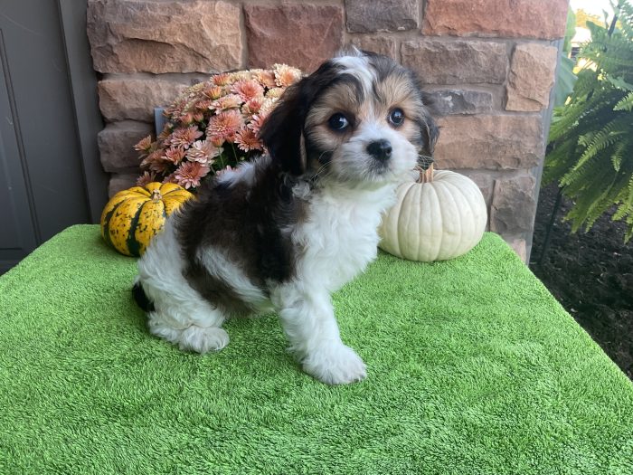 Ms. Emmy the Cavachon - Image 4