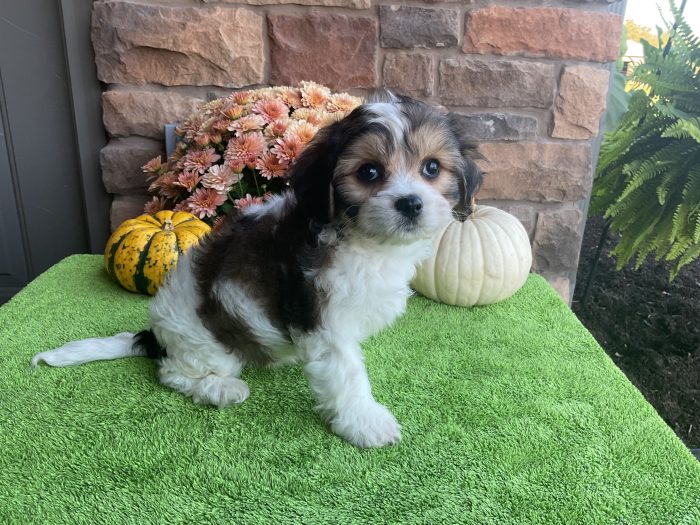 Ms. Emmy the Cavachon