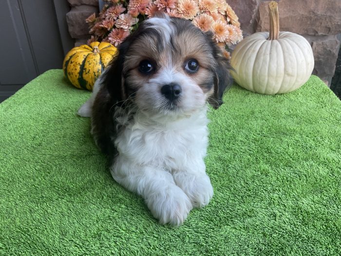 Ms. Emmy the Cavachon - Image 3