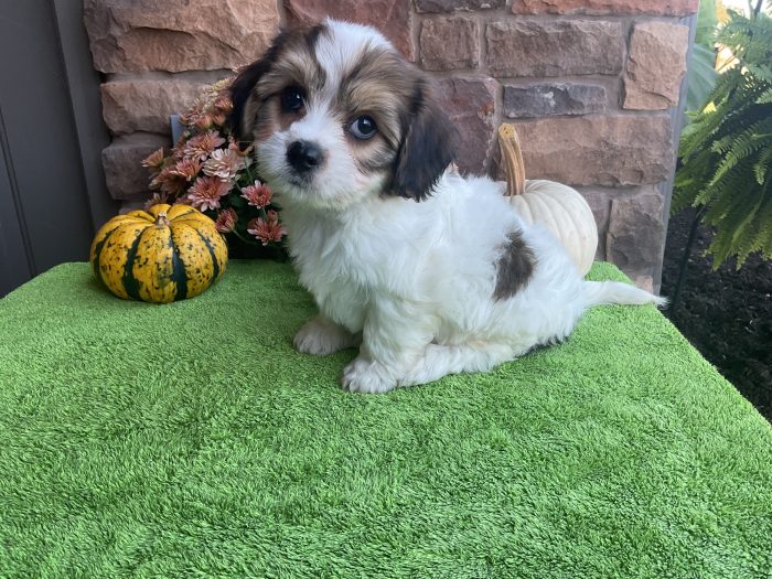 Mr. Skampy the Cavachon - Image 2