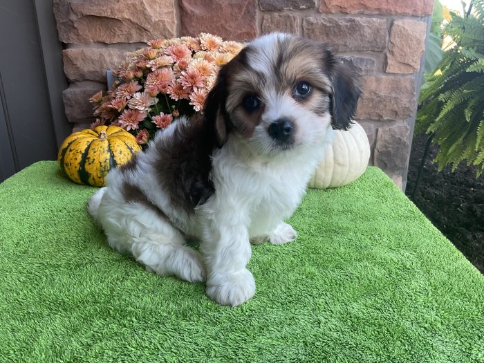 Mr. Skampy the Cavachon