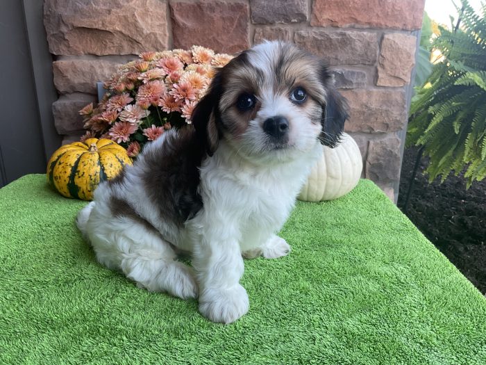 Mr. Skampy the Cavachon - Image 4