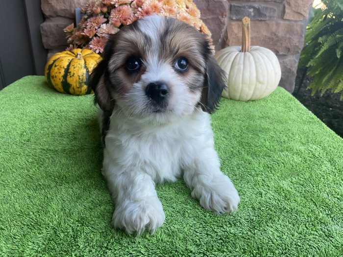 Mr. Skampy the Cavachon - Image 3
