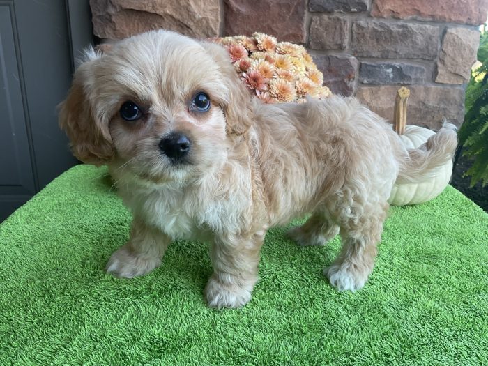 Ms. Chloe the Cavachon - Image 3