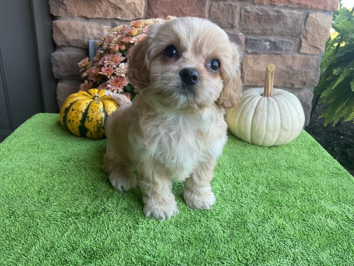 Ms. Chloe the Cavachon - Image 5