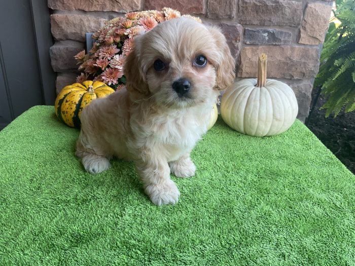 Ms. Chloe the Cavachon