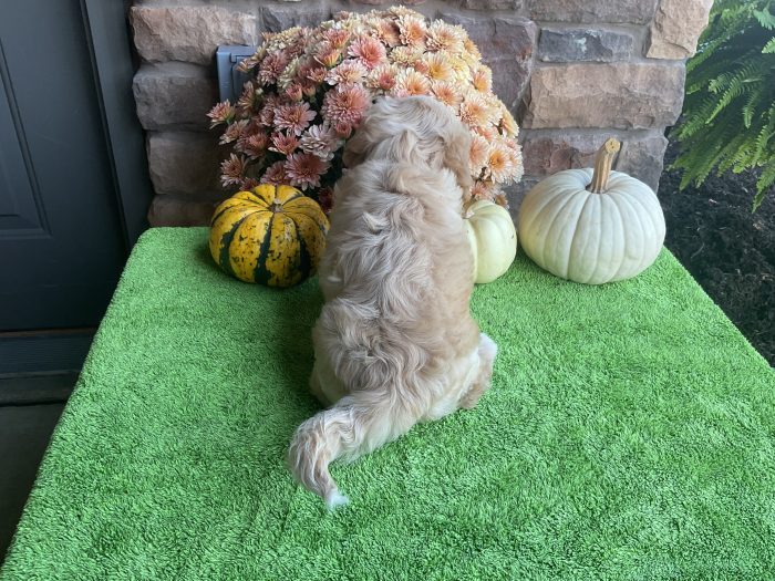 Ms. Chloe the Cavachon - Image 2