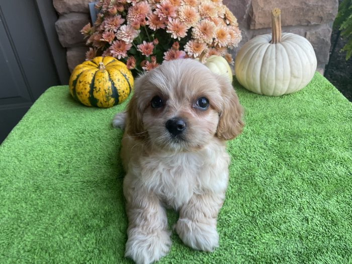 Ms. Chloe the Cavachon - Image 4