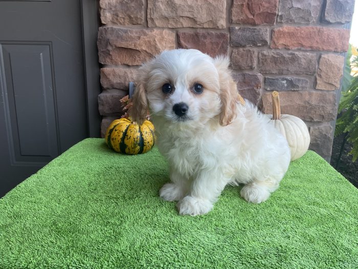 Mr. Ronnie the Cavachon - Image 2