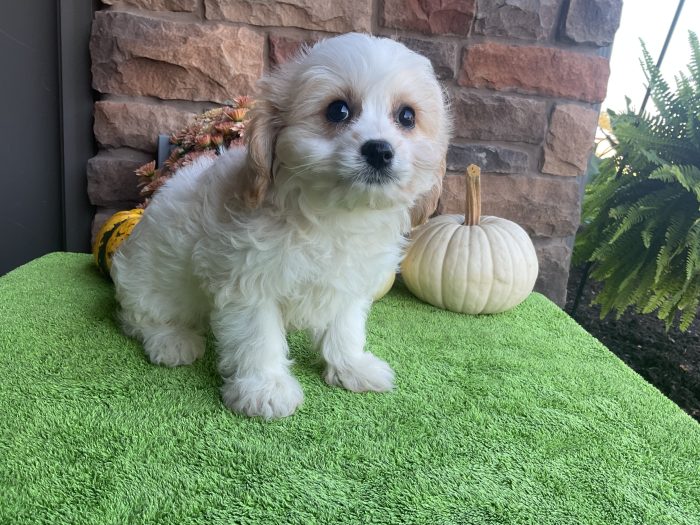 Mr. Ronnie the Cavachon - Image 5