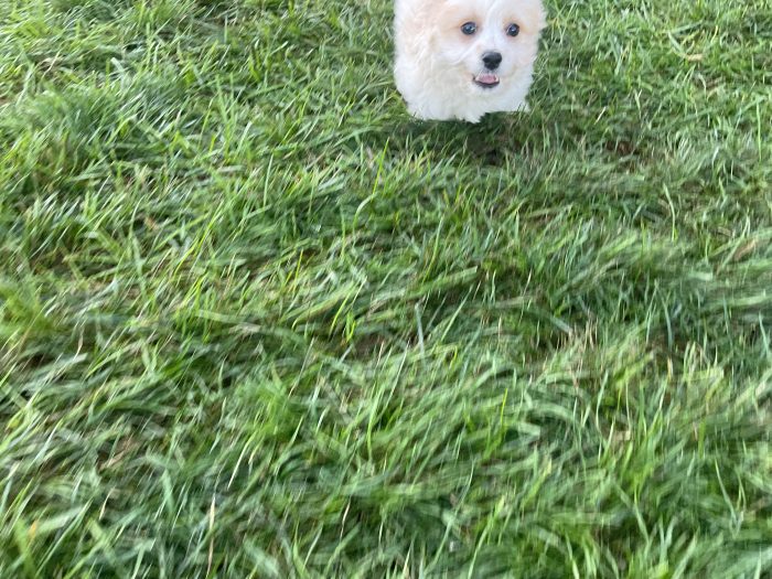 Mr. Ronnie the Cavachon - Image 6