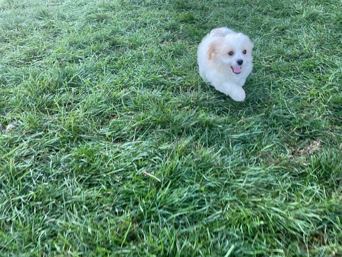 Mr. Ronnie the Cavachon - Image 4