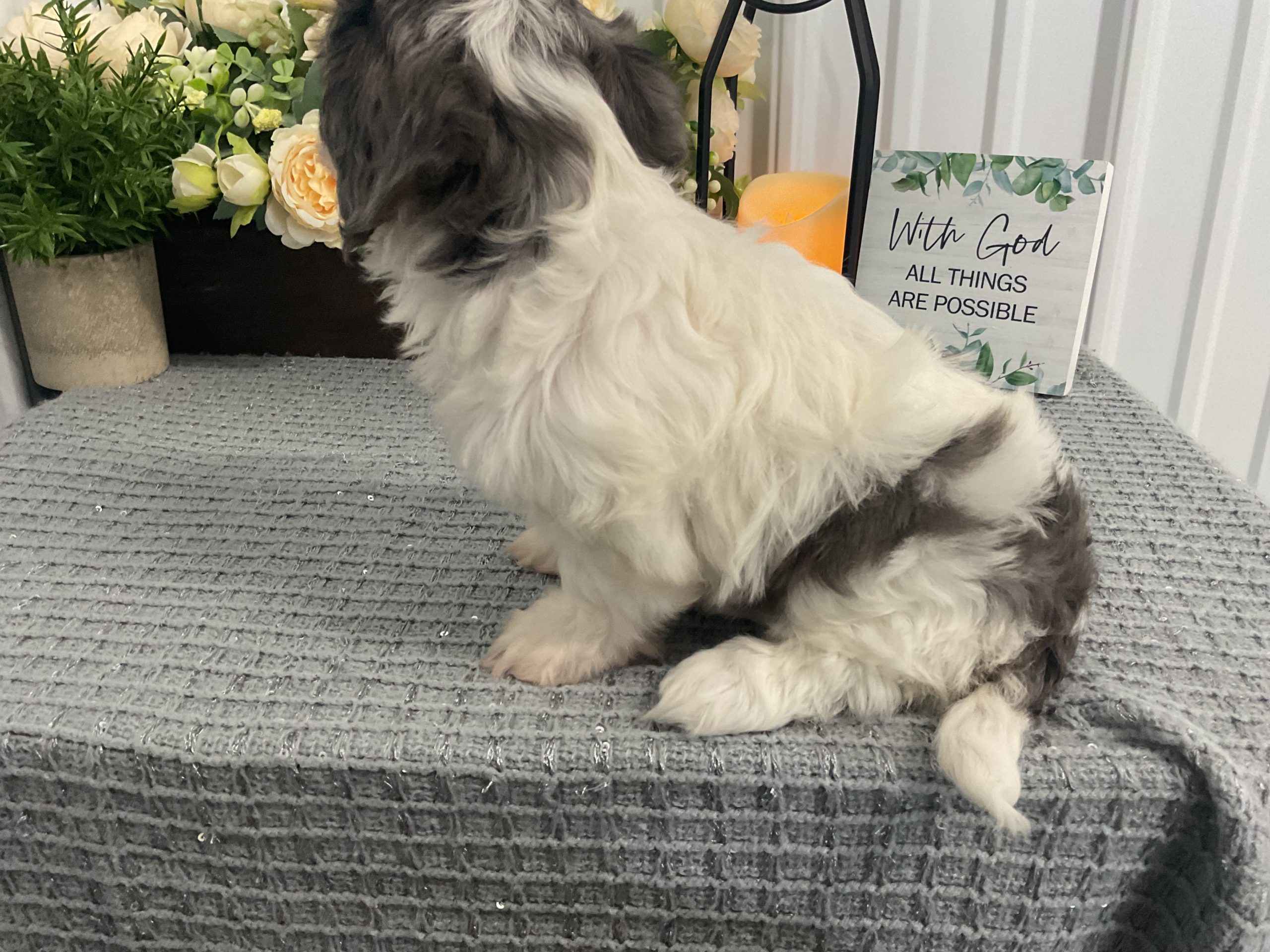 Ms. Lilly the Cavachon - Image 4