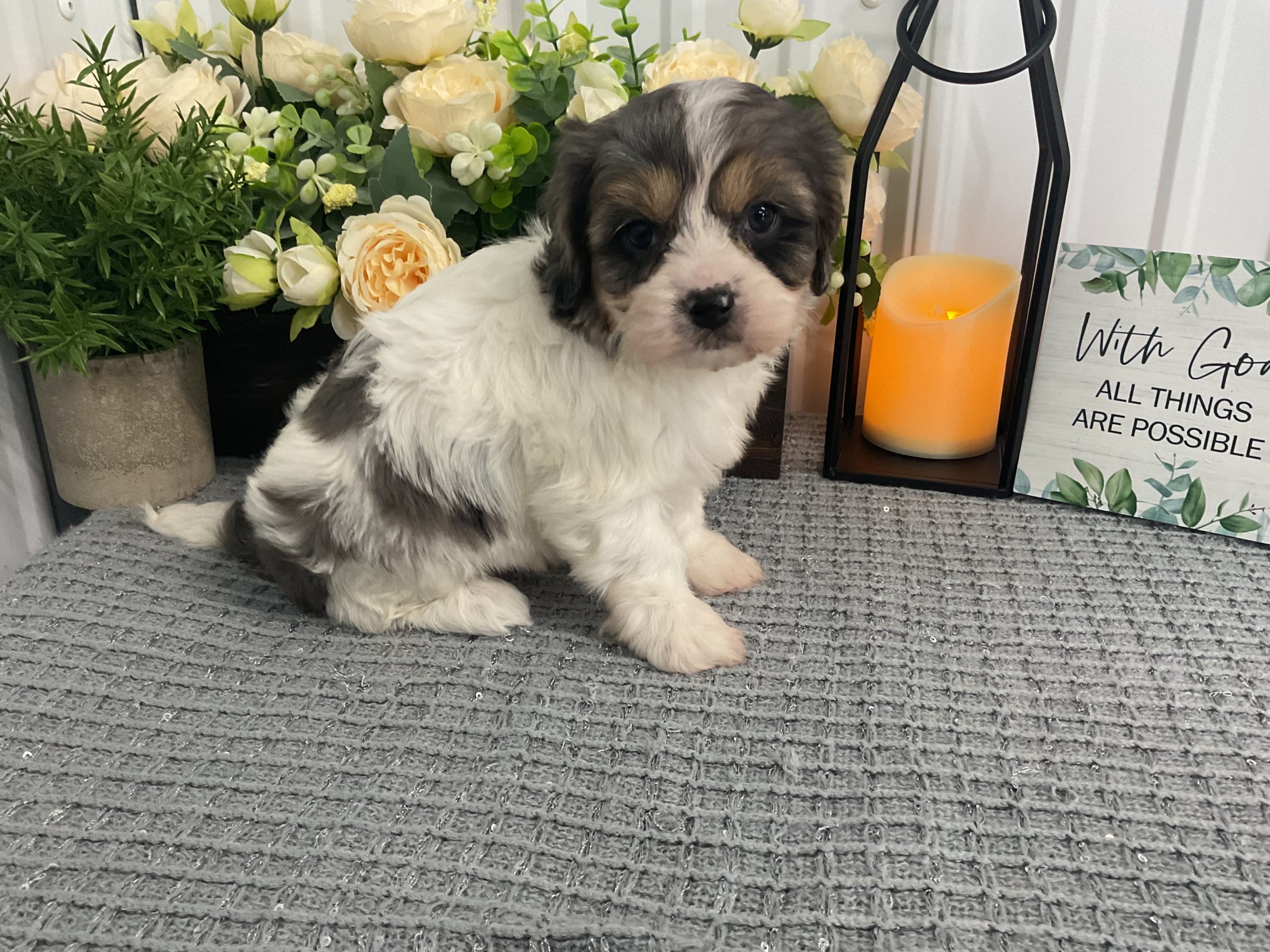 Ms. Lilly the Cavachon