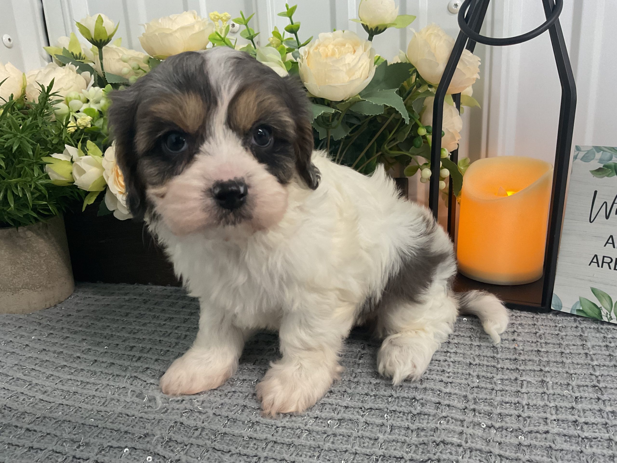 Ms. Lilly the Cavachon - Image 2