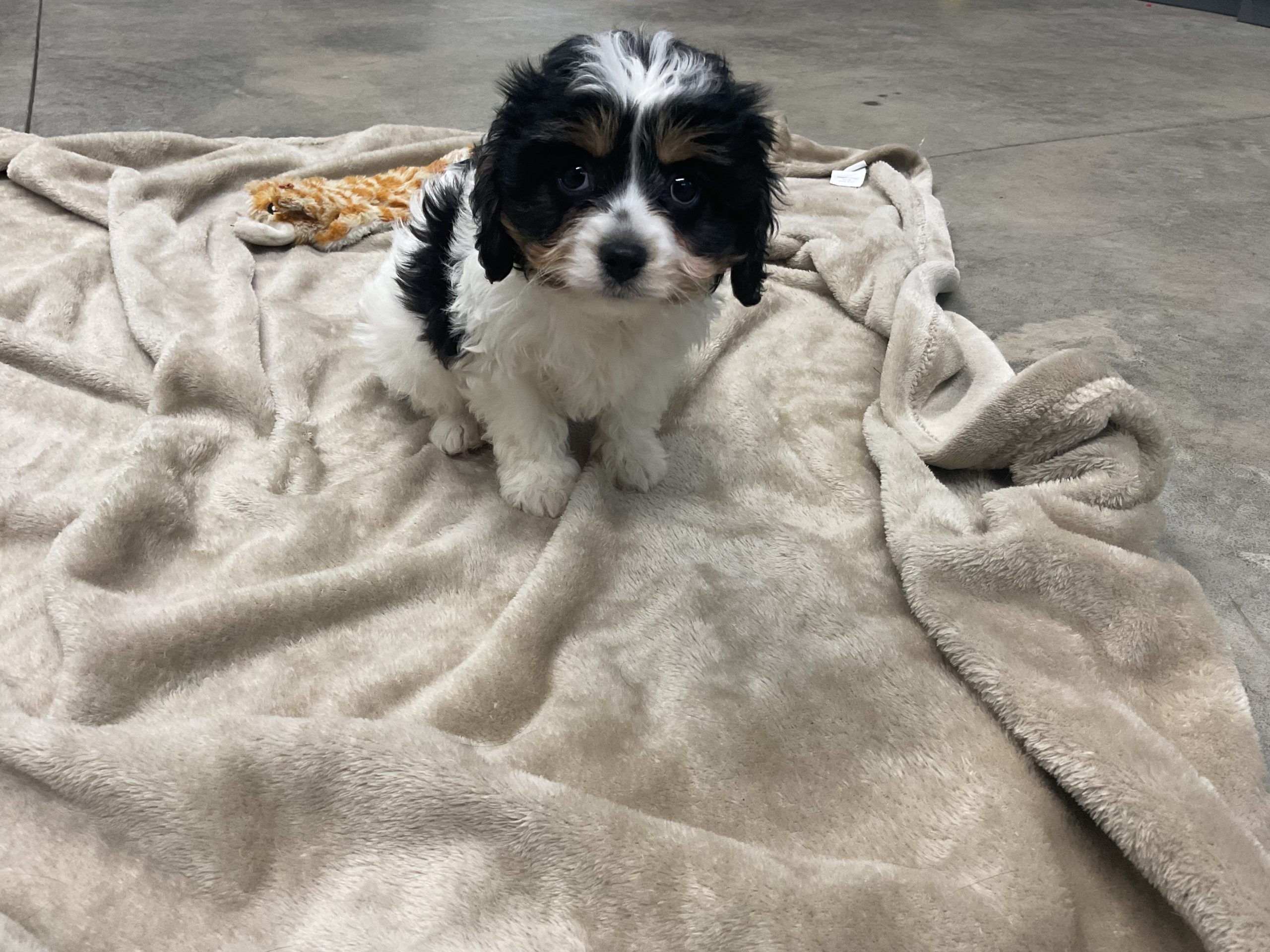 Mr. Oliver the Cavachon - Image 3