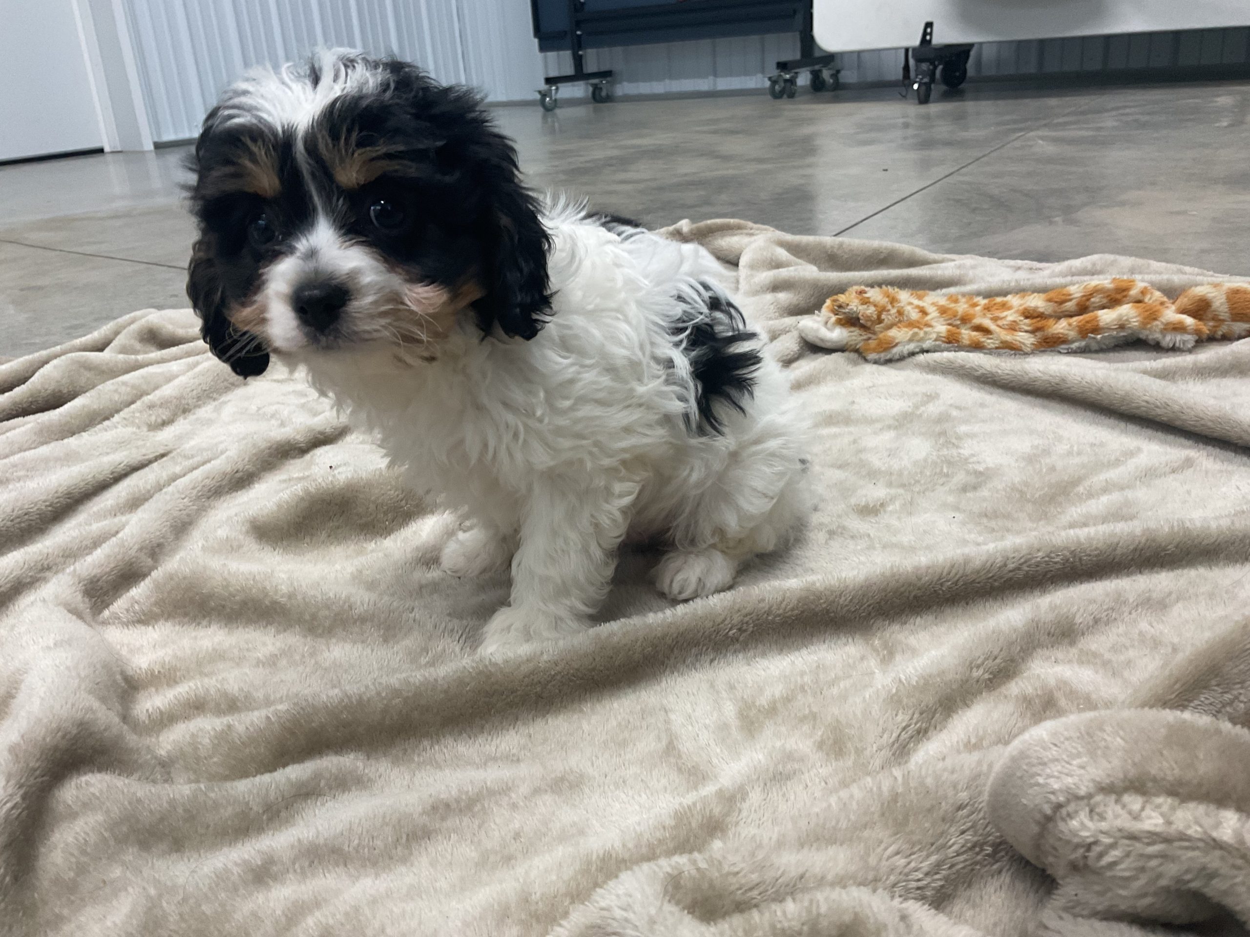 Mr. Oliver the Cavachon - Image 2
