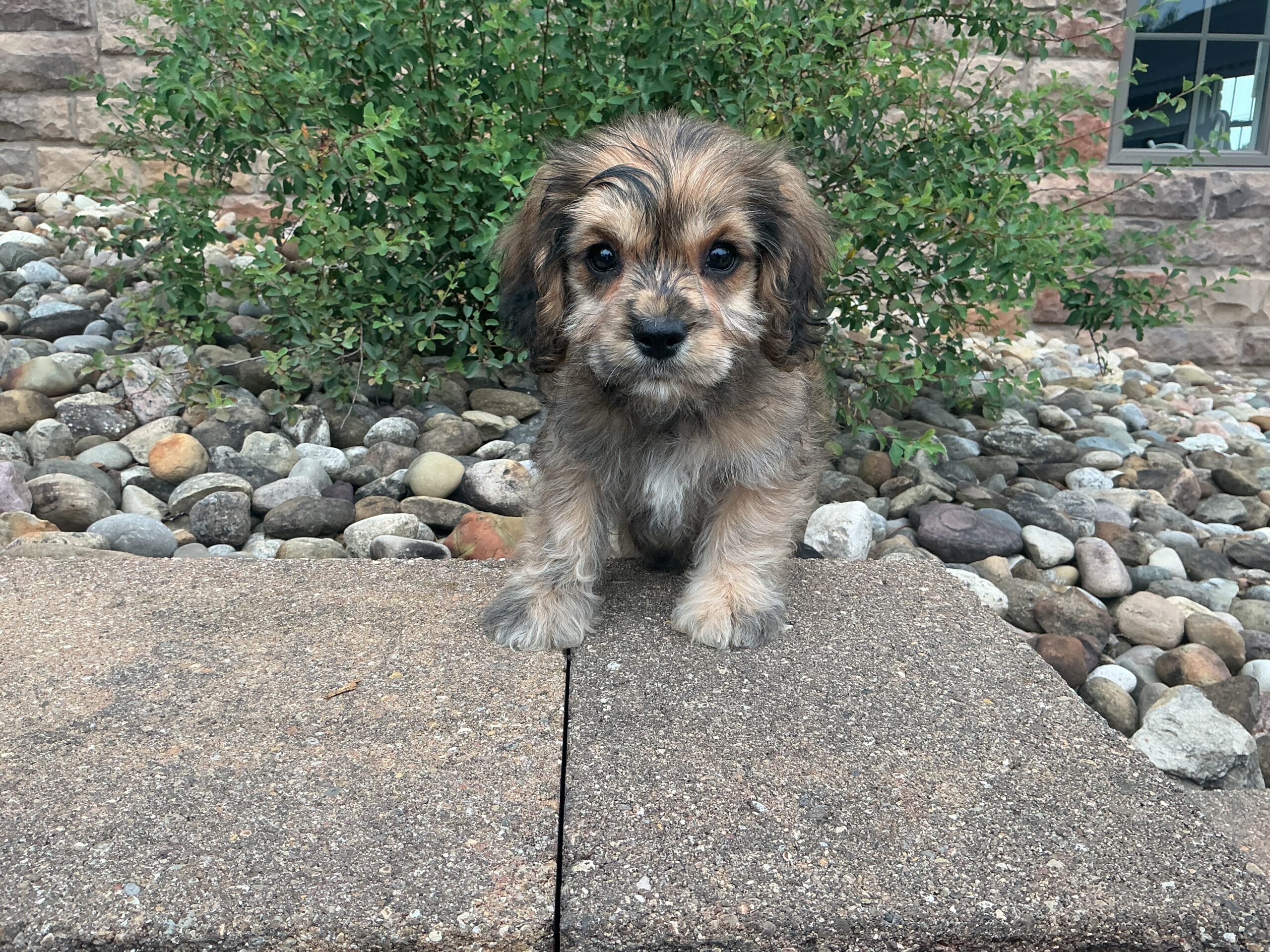 Ms. Princess the Cavachon