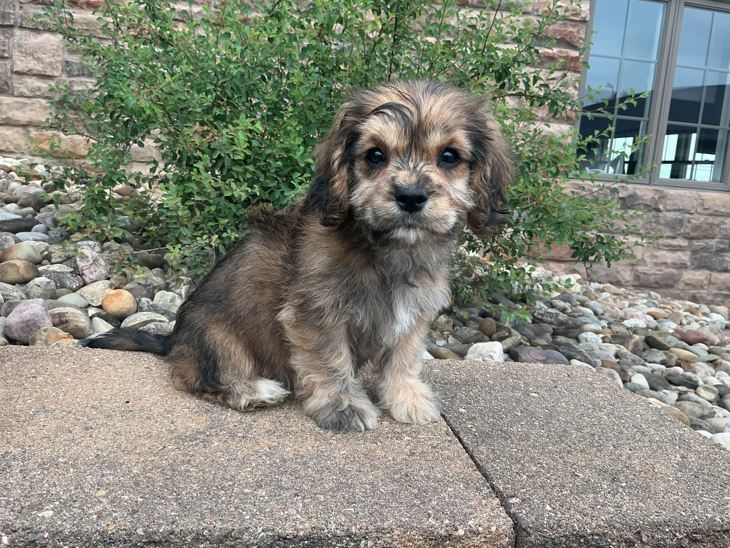 Ms. Princess the Cavachon - Image 2