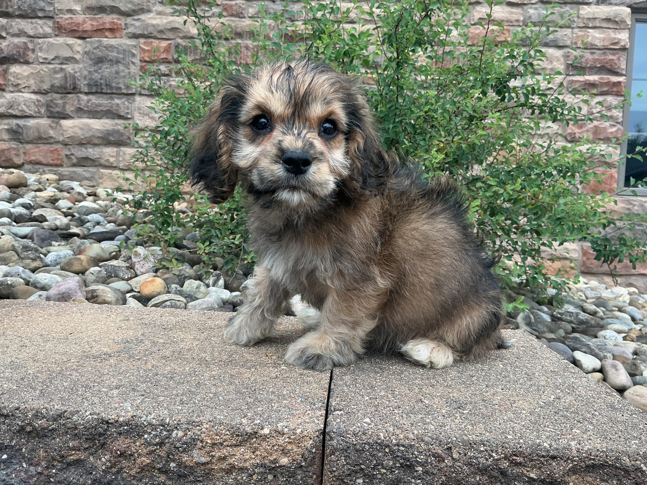 Ms. Princess the Cavachon - Image 3